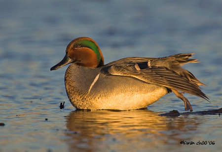 Green-winged Teal