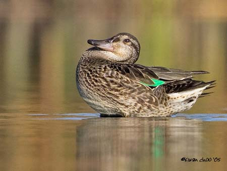 Green-winged Teal