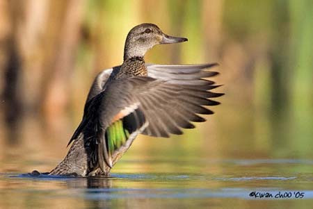 Green-winged Teal
