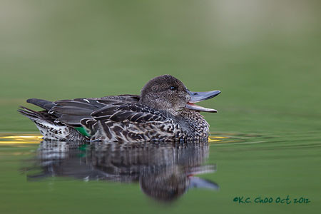 Green-winged Teal