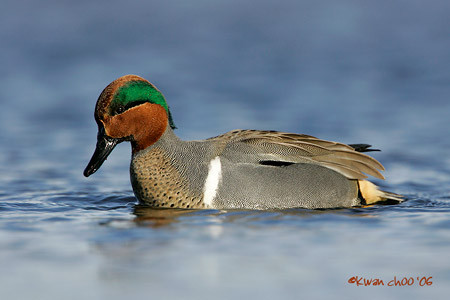 Green-winged Teal