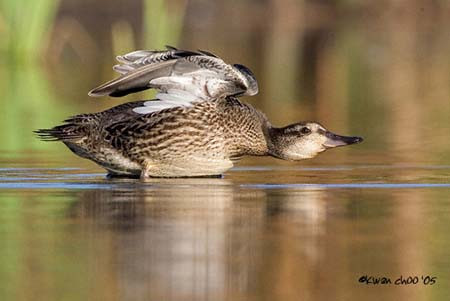 Green-winged Teal