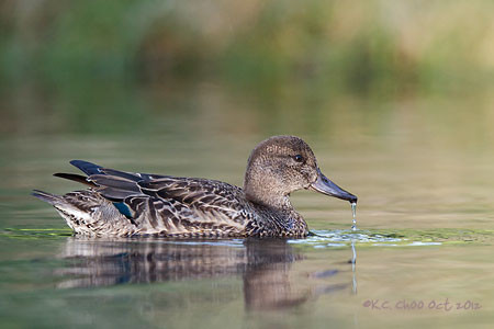 Green-winged Teal