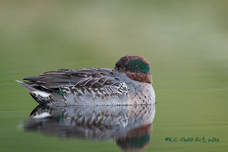 Green-winged Teal