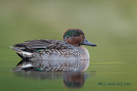 Green-winged Teal