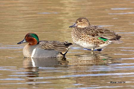 Green-winged Teal