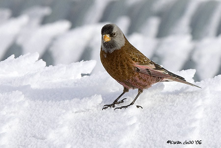 Grey-crowned Rosy-Finch