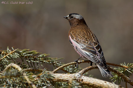 Grey-crowned Rosy-Finch