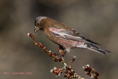 Grey-crowned Rosy-Finch