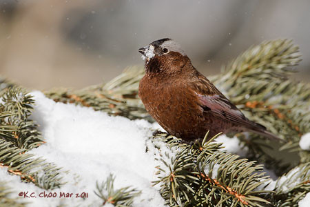 Grey-crowned Rosy-Finch