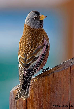 Grey-crowned Rosy-Finch
