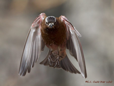 Grey-crowned Rosy-Finch