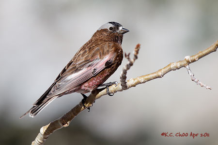 Grey-crowned Rosy-Finch
