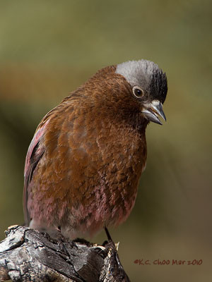 Grey-crowned Rosy-Finch