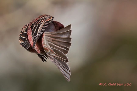 Grey-crowned Rosy-Finch
