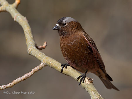Grey-crowned Rosy-Finch