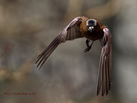 Grey-crowned Rosy-Finch