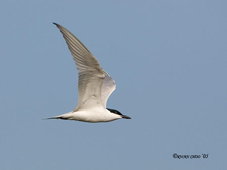 Gull-billed Tern
