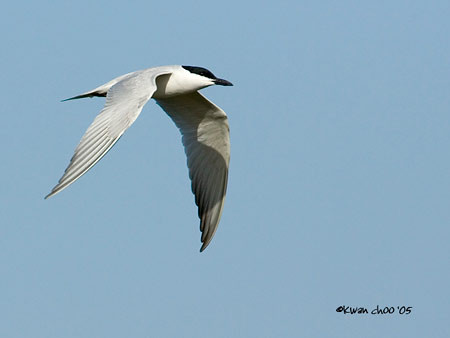 Gull-billed Tern