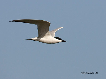 Gull-billed Tern