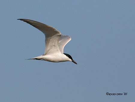 Gull-billed Tern