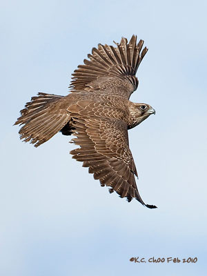 Gyrfalcon