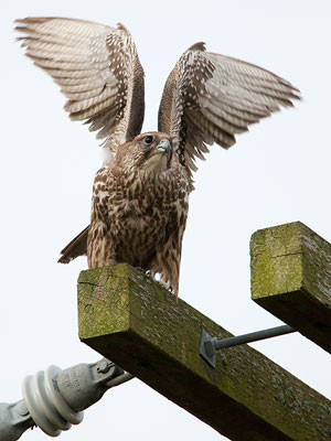 Gyrfalcon