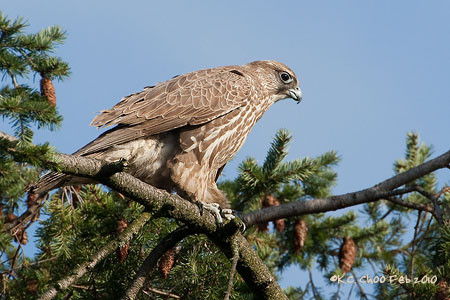 Gyrfalcon
