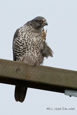 Gyrfalcon