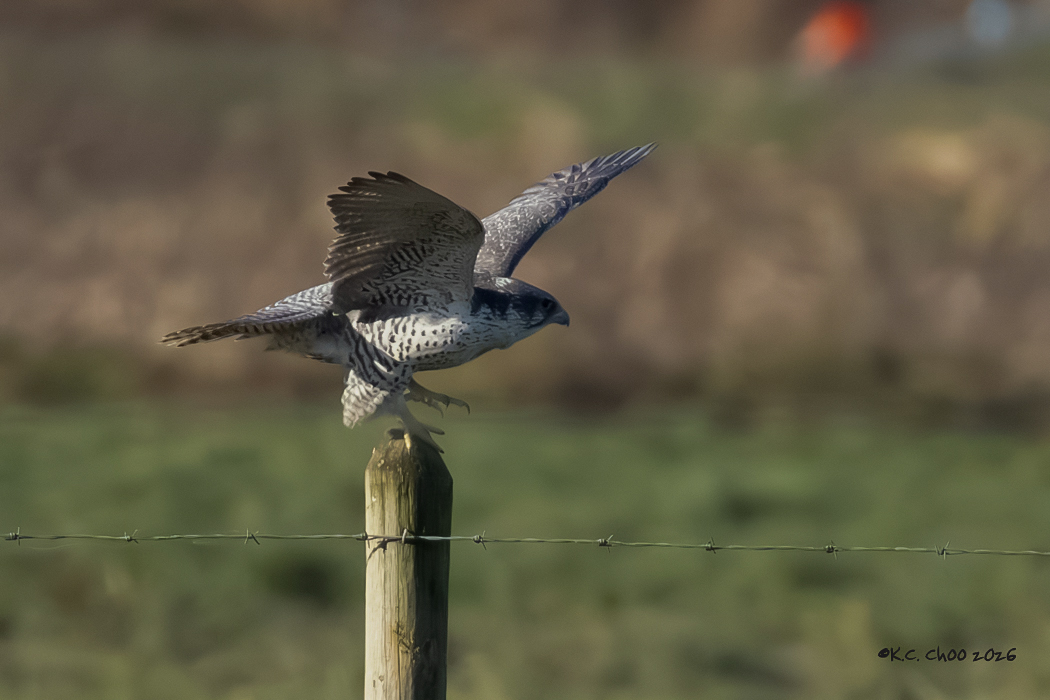Gyrfalcon