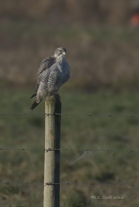 Gyrfalcon