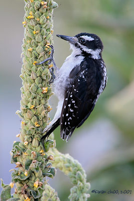 Hairy Woodpecker