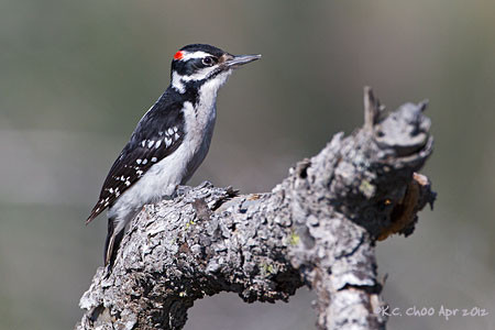 Hairy Woodpecker