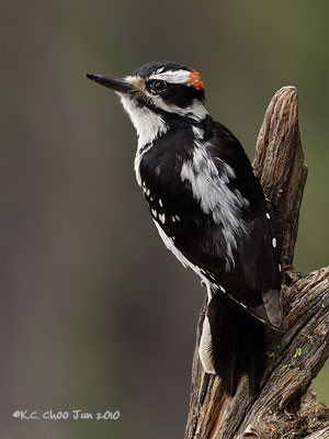 Hairy Woodpecker