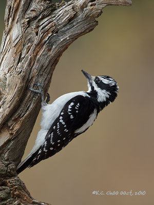 Hairy Woodpecker