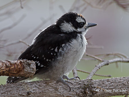 Hairy Woodpecker