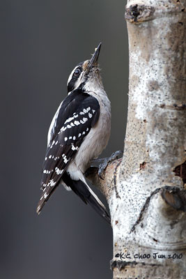 Hairy Woodpecker