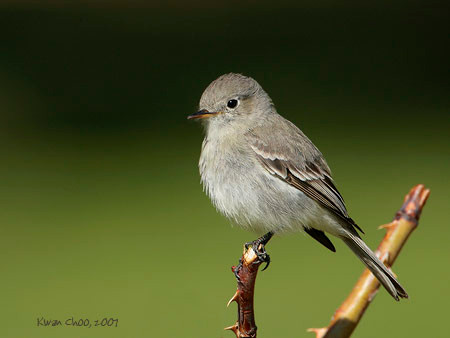 Hammond's  Flycatcher
