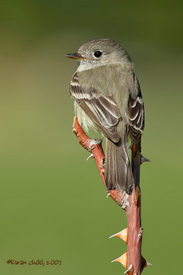 Hammond's  Flycatcher