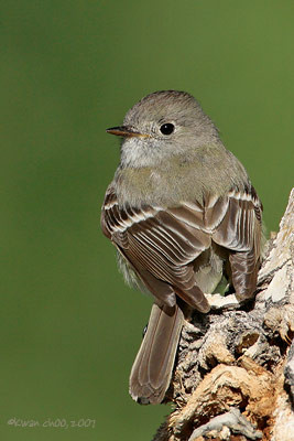 Hammond's  Flycatcher