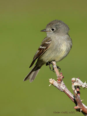 Hammond's  Flycatcher