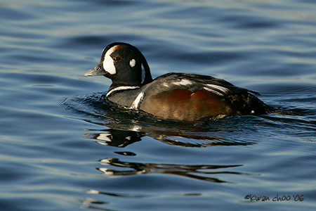 Harlequin Duck