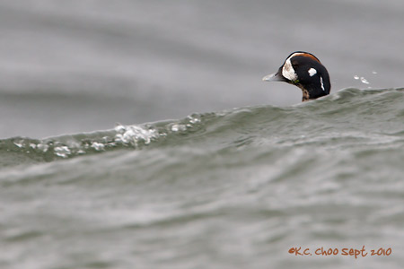 Harlequin Duck