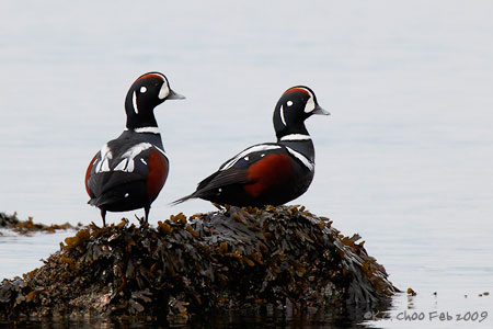 Harlequin Duck
