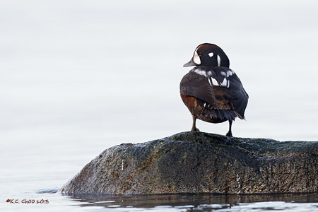 Harlequin Duck