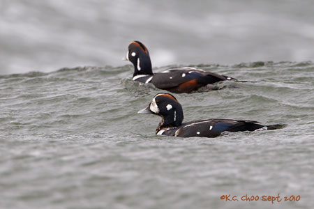 Harlequin Duck