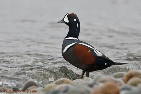 Harlequin Duck