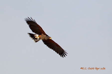 Harris's Hawk
