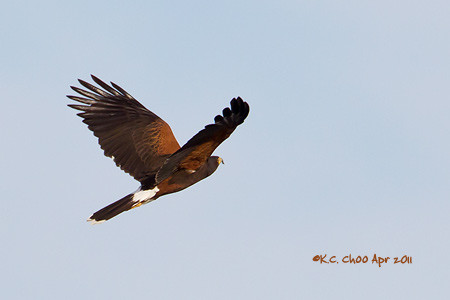 Harris's Hawk