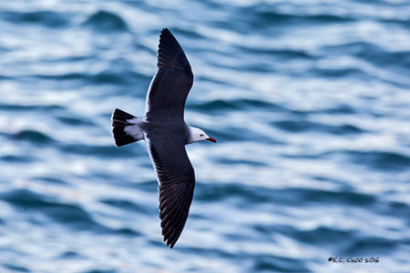 Heerman's Gull